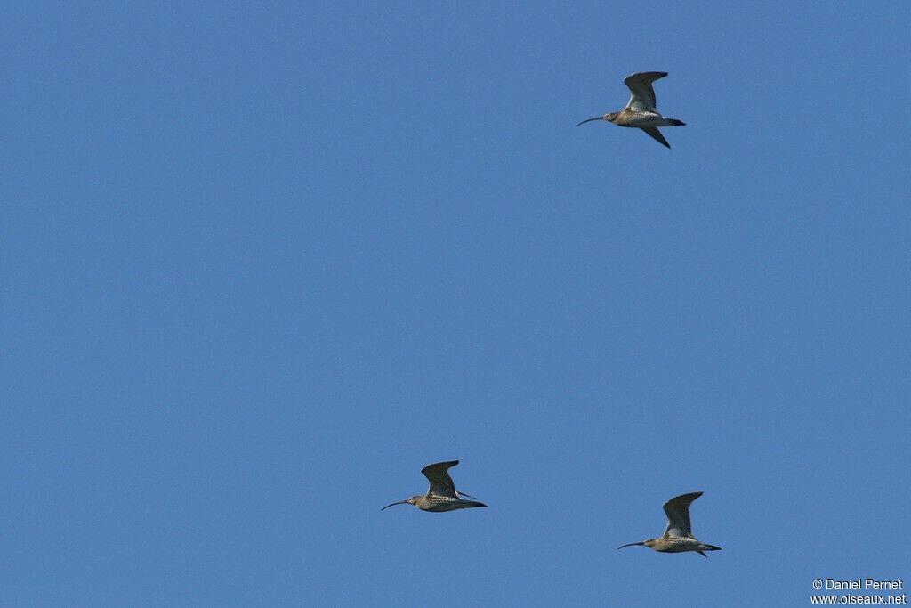 Eurasian Curlewadult, Flight