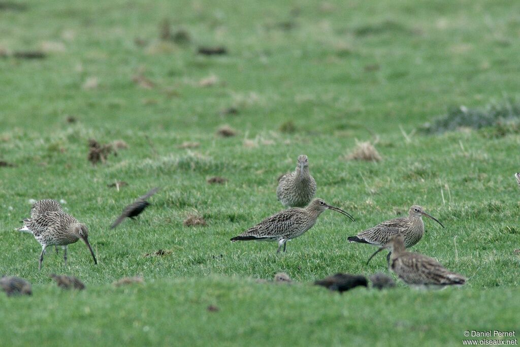 Eurasian Curlewadult post breeding, identification, Behaviour