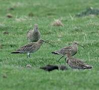 Eurasian Curlew