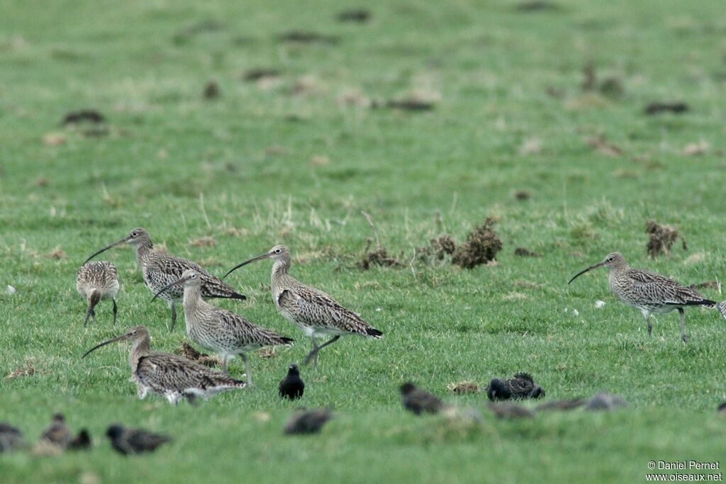 Eurasian Curlewadult post breeding, identification, Behaviour