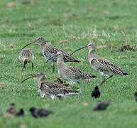 Eurasian Curlew