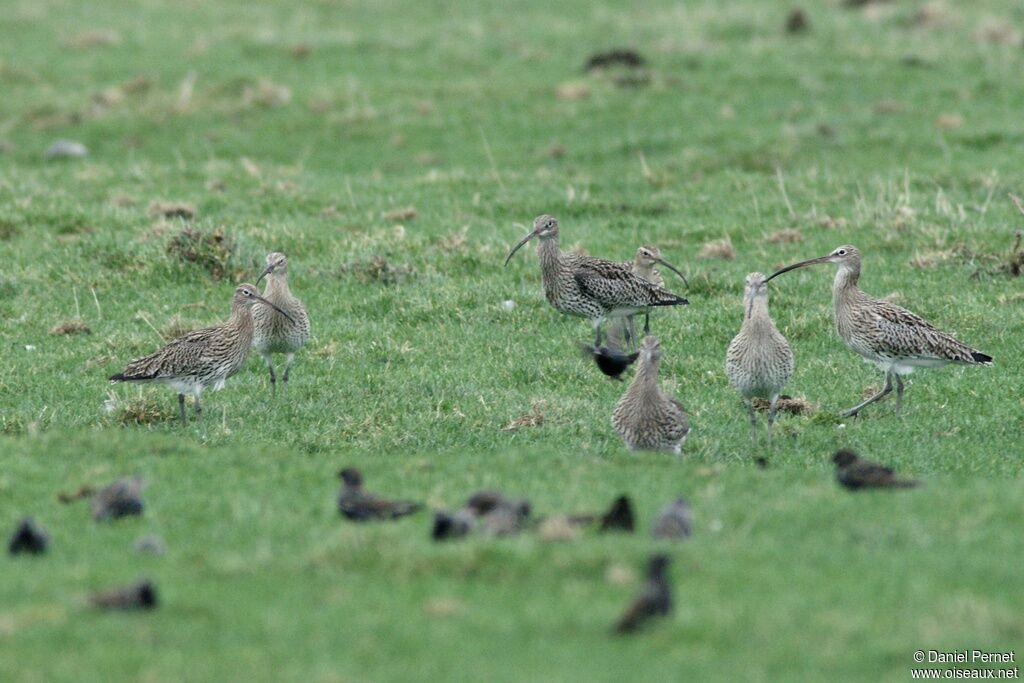 Eurasian Curlewadult post breeding, identification, Behaviour