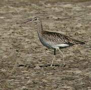 Eurasian Whimbrel