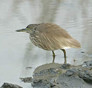 Indian Pond Heron