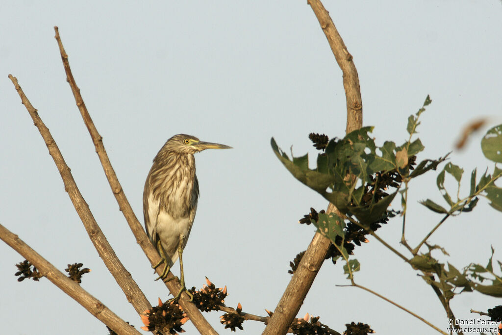 Indian Pond Heronadult