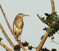 Indian Pond Heron