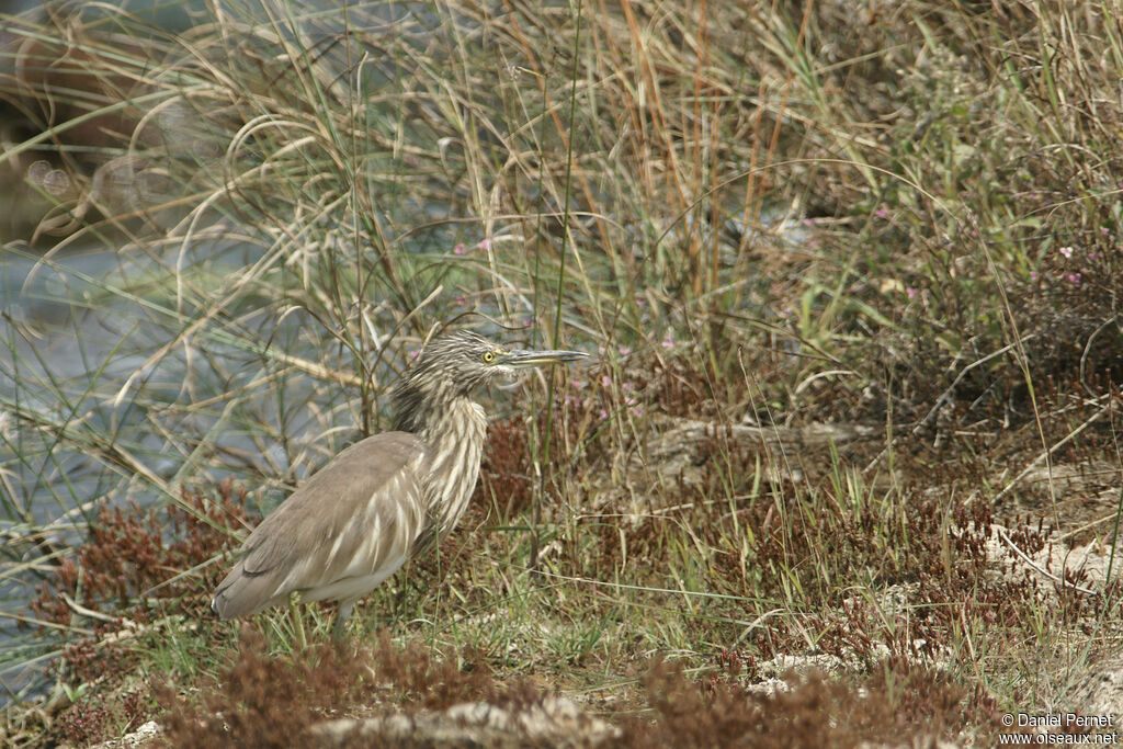 Indian Pond Heronadult, walking