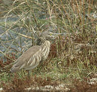 Indian Pond Heron