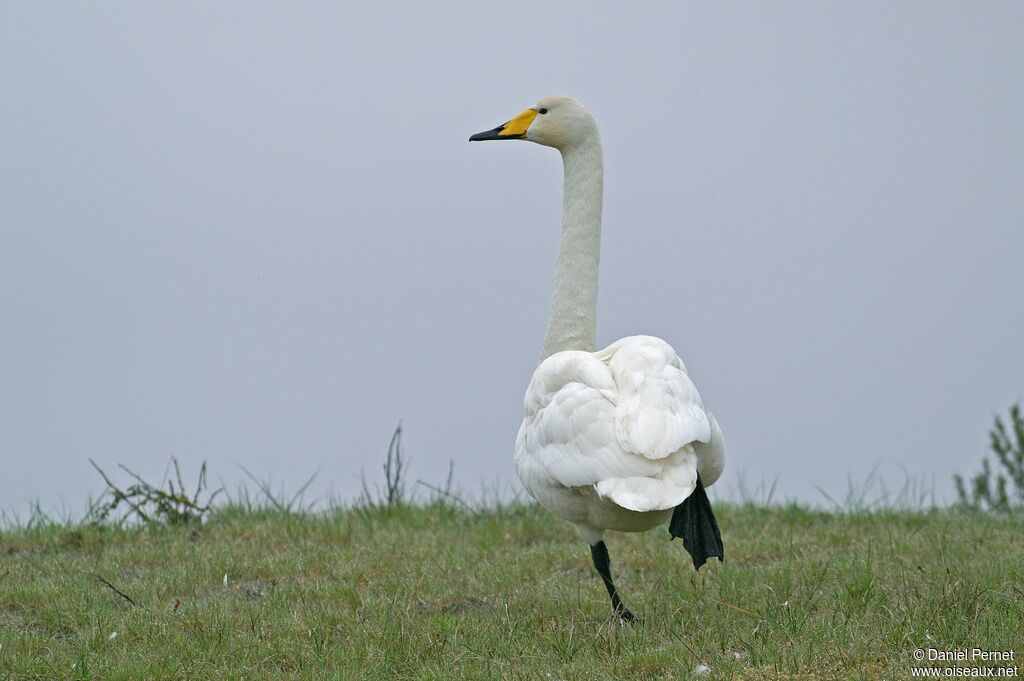 Cygne chanteuradulte, identification, Comportement