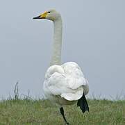 Cygne chanteur