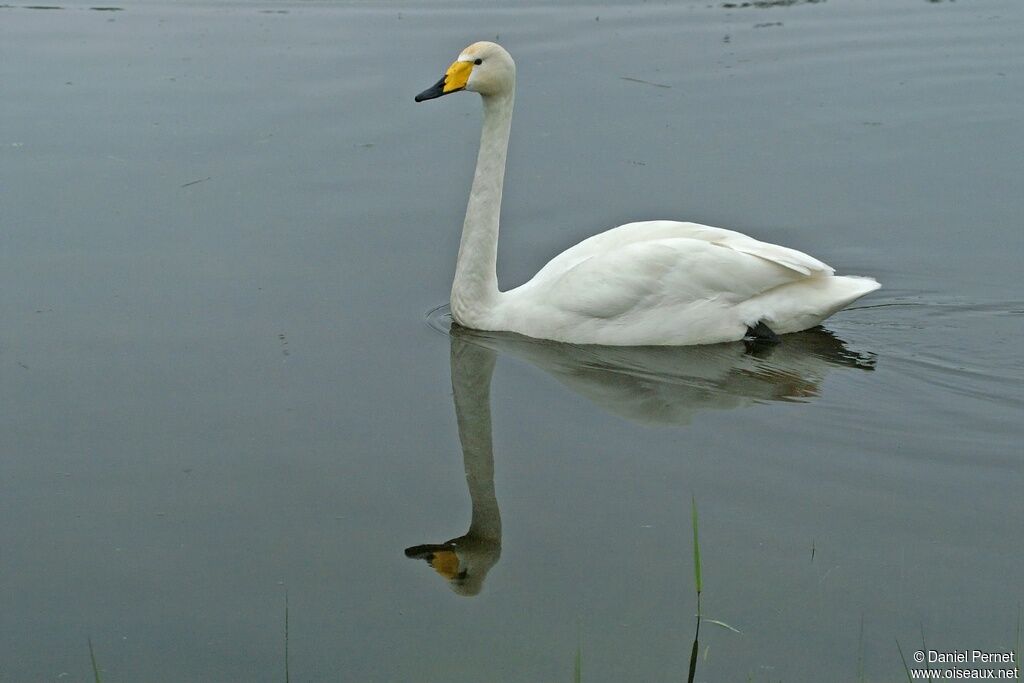 Whooper Swanadult, identification