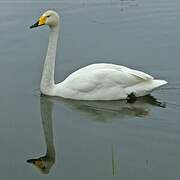 Whooper Swan