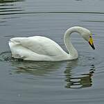 Cygne chanteur