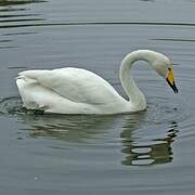 Whooper Swan