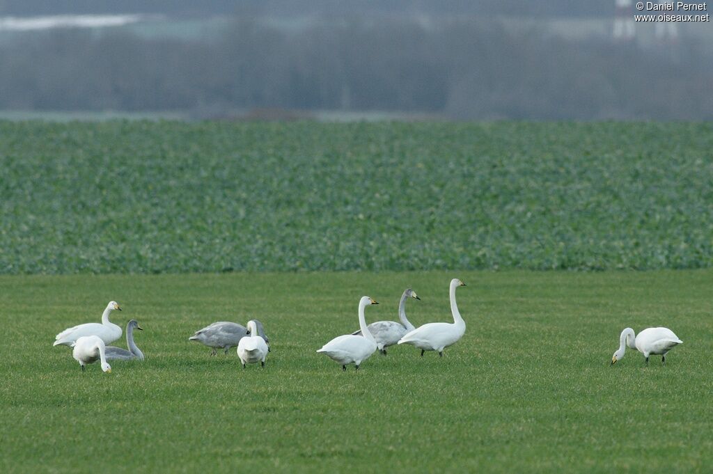 Whooper Swan, identification