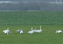 Cygne chanteur