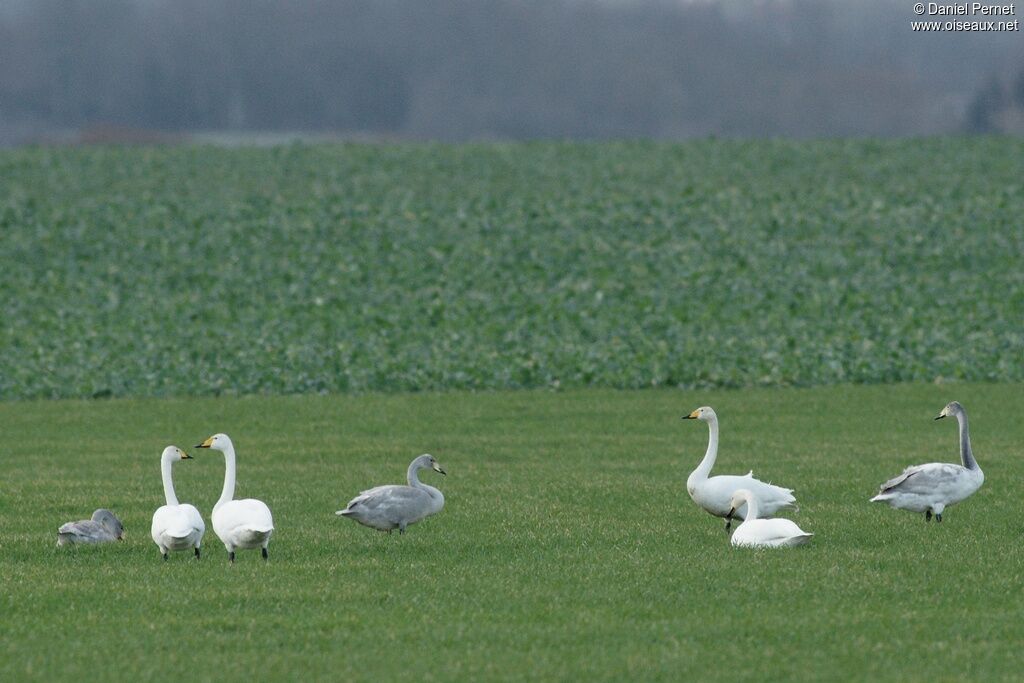 Whooper Swan, identification