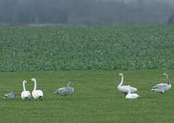 Whooper Swan