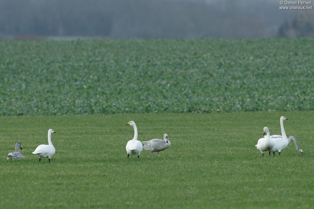 Cygne chanteur, identification, régime, Comportement