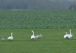 Whooper Swan