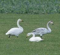 Whooper Swan