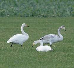 Cygne chanteur