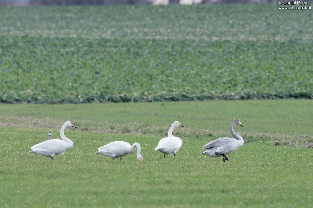 Cygne chanteur, identification, régime, Comportement