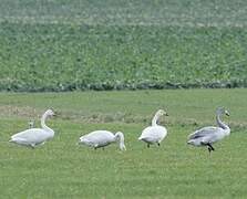 Cygne chanteur