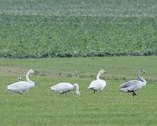 Cygne chanteur