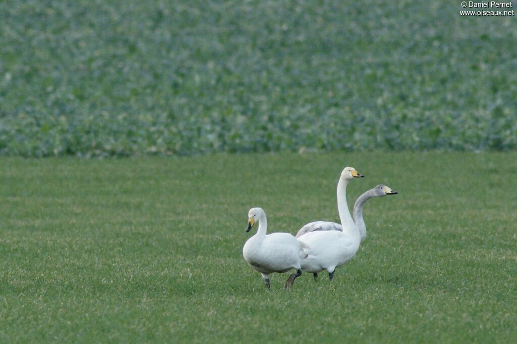 Whooper Swan, identification