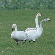 Cygne chanteur