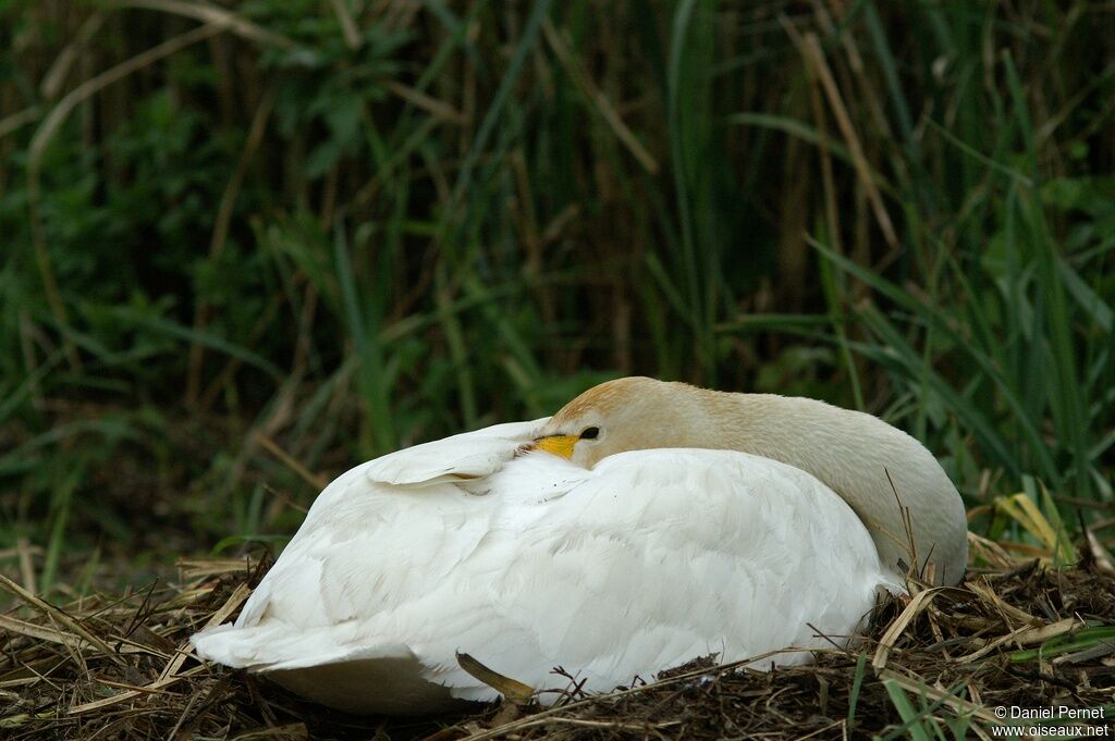 Cygne chanteur femelle adulte, Nidification