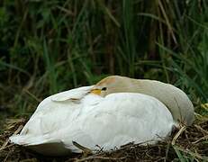 Whooper Swan