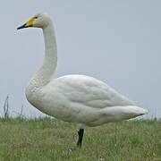 Whooper Swan