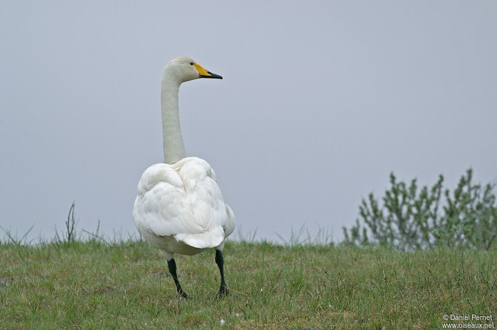 Whooper Swanadult, identification, Behaviour