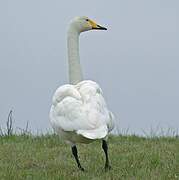 Whooper Swan