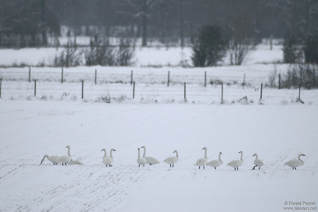 Cygne de Bewickadulte internuptial, identification