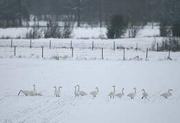 Tundra Swan