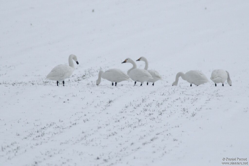 Tundra Swanadult post breeding, identification