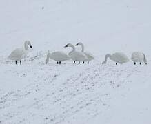 Cygne de Bewick