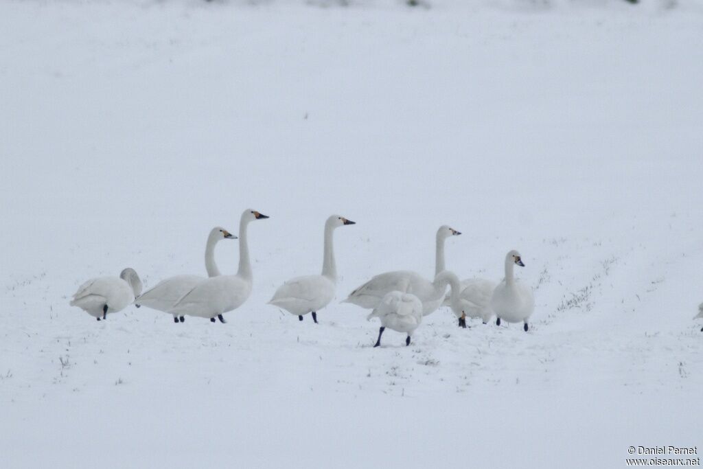 Cygne de Bewickadulte internuptial, identification