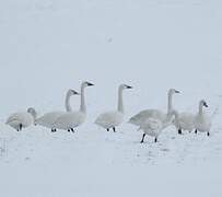 Cygne de Bewick