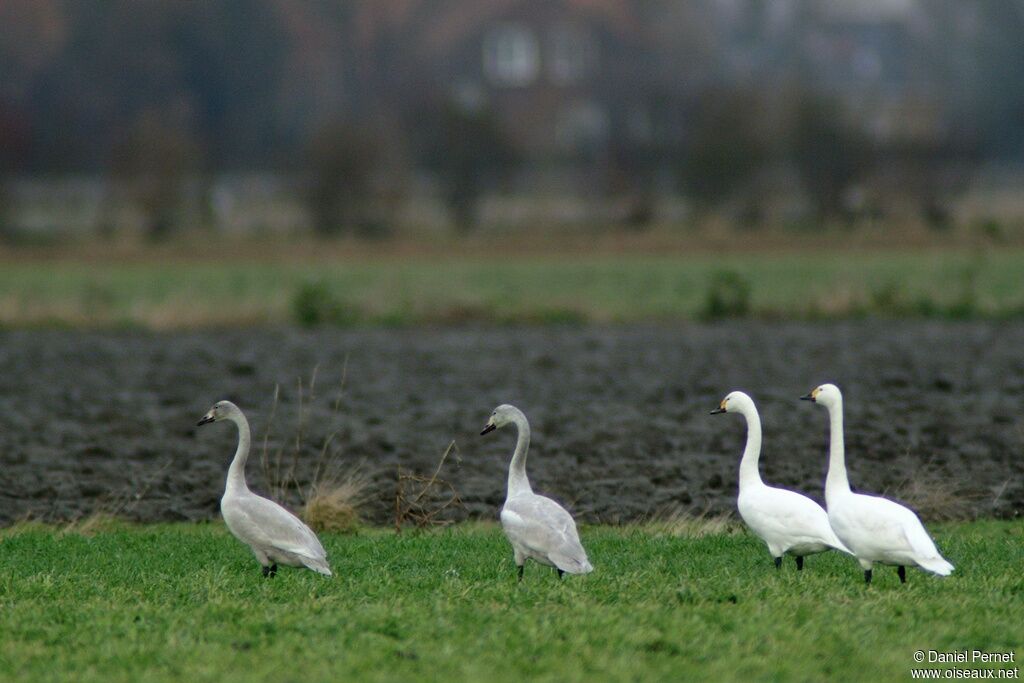 Cygne de Bewickadulte, identification