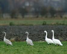 Cygne de Bewick