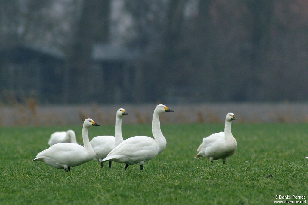 Cygne de Bewickadulte, identification