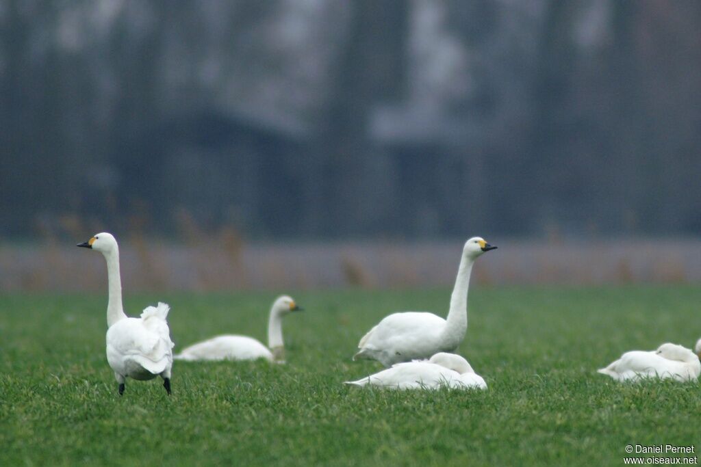 Cygne de Bewickadulte, identification