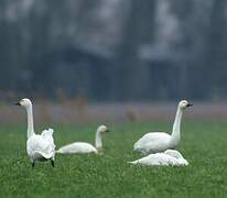 Tundra Swan