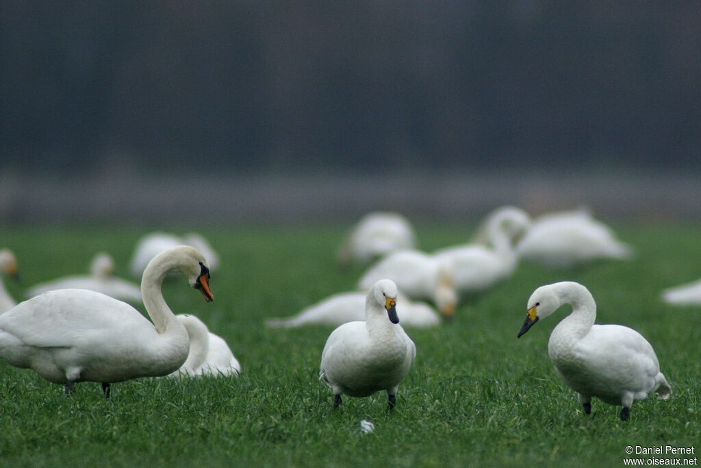 Cygne de Bewickadulte, identification