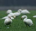 Cygne de Bewick