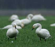 Tundra Swan